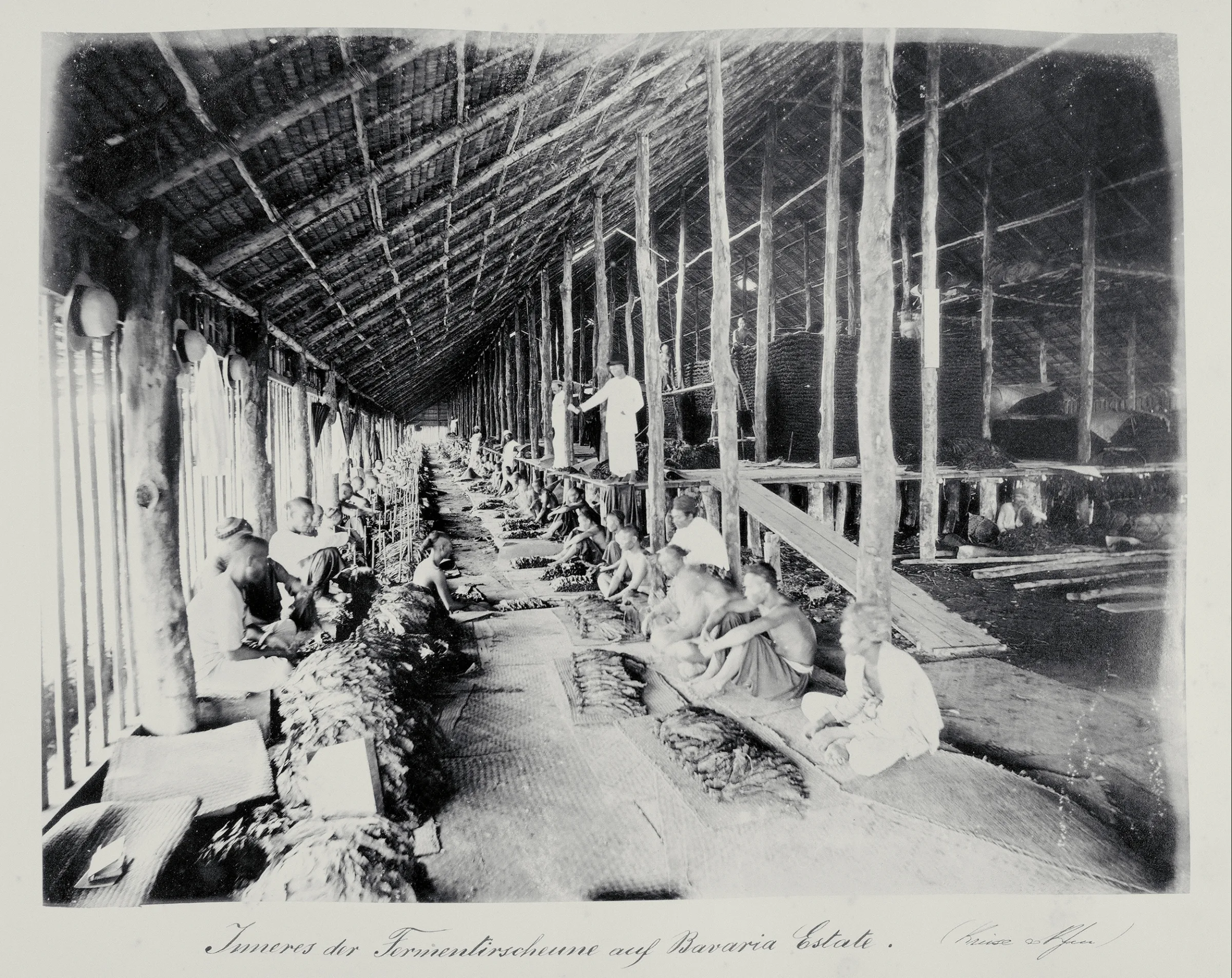 Arbeiter in der Fermentierscheune in der Tabakplantage Bavaria Estate in Sumatra.