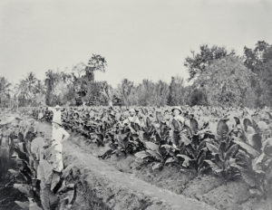 Männer zwischen Krüsis Tabakpflanzen.