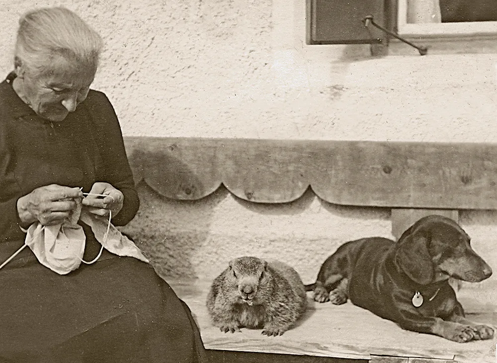 Murmeltiere wurden früher auch als Haustiere gehalten, wie dieses Bild von 1925 aus S-charl zeigt.