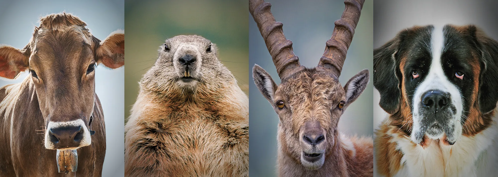 Mögliche Schweizer Nationaltiere: Kuh, Murmeli, Steinbock und Bernhardiner.