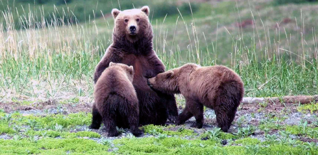 Braunbärin, ursus arctos, mit zwei Jungen.