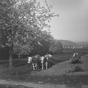 Ein Ochsengespann vor Pflug bei der Feldarbeit unter einem blühenden Kirschbaum, um 1915.