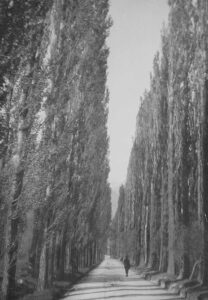 Avenue of poplars between Martigny and Brandson, 1926.