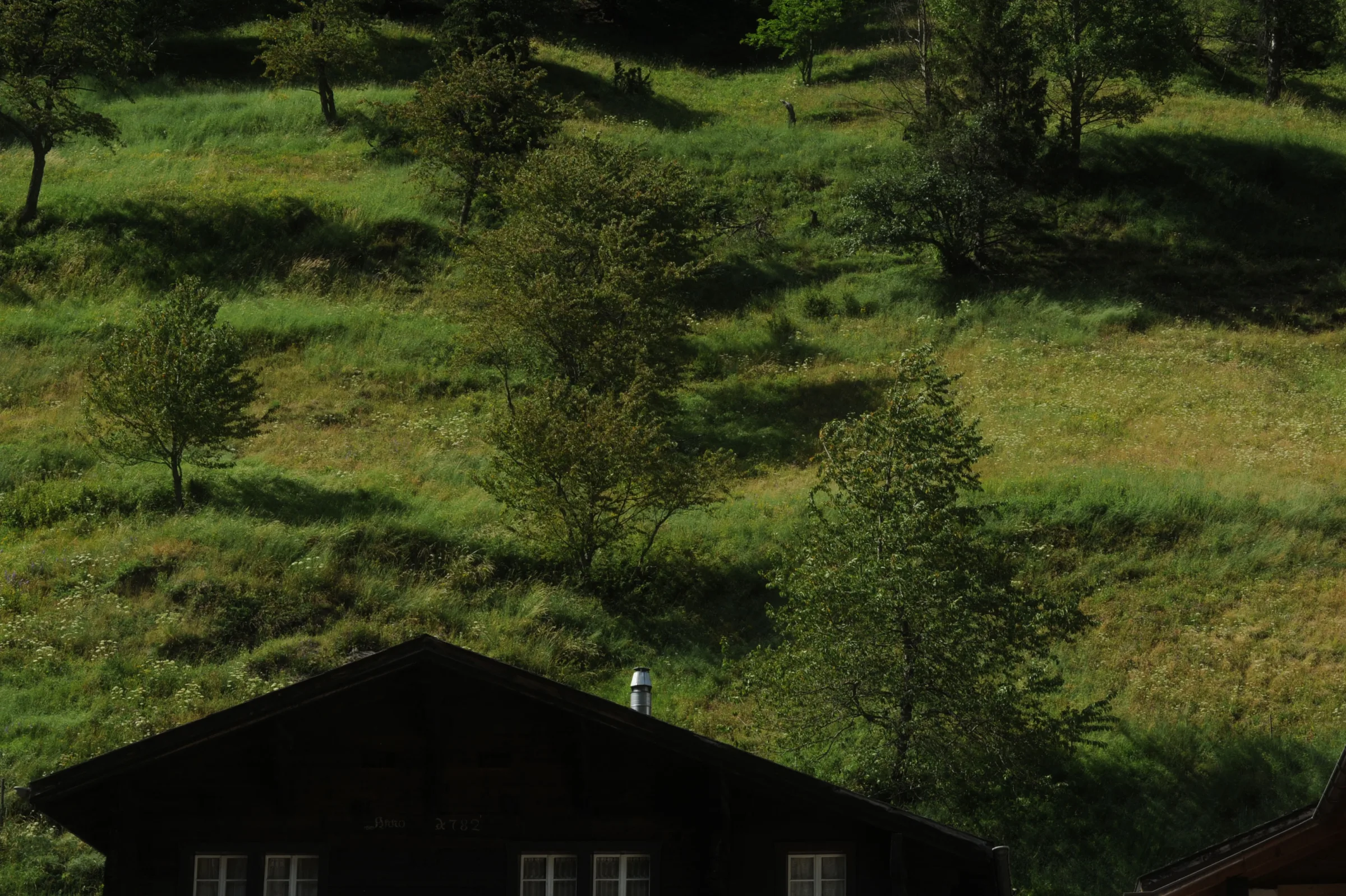 Auch bei der Siedlung Schmidigehischere findet Verwaldung statt. Hier sind ehemals genutzte terrassierte Ackerflächen betroffen.