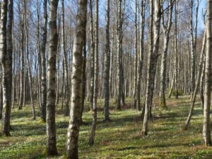 Silver birch forest in Gullmarsskogen National Park in Sweden. The trees contain the raw material for the Stone Age equivalent of superglue.