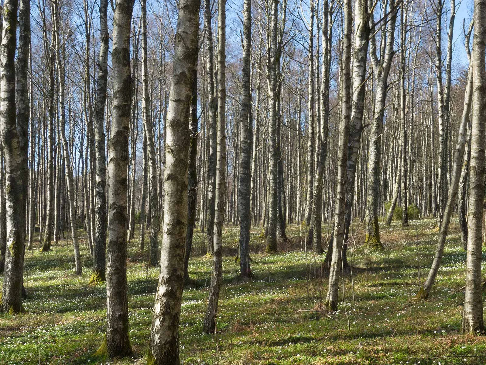 Hängebirkenwald im Nationalpark Gullmarsskogen in Schweden. Die Bäume enthalten den Grundstoff für den Superkleber der Steinzeit.