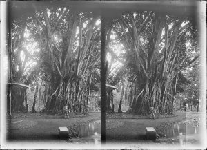 «Buitenzorg, Botanischer Garten, Ficus Elastica mit "Jongens" Ngut 1898». Foto von Carl Schröter und Maurice Pernod.