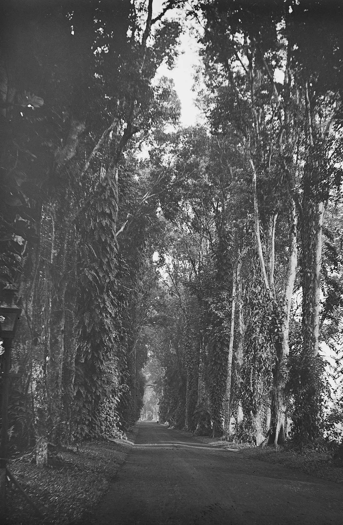 «Canariumallee im Botanischen Garten von Buitenzorg». Fotografie von Carl Schröter, 1898.