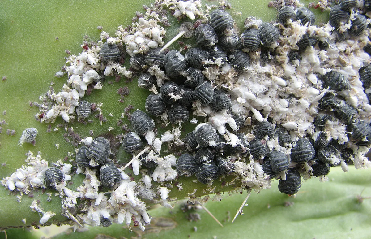 Cochenilleläuse werden bis heute als Grundstoff für rote Farbe verwendet.