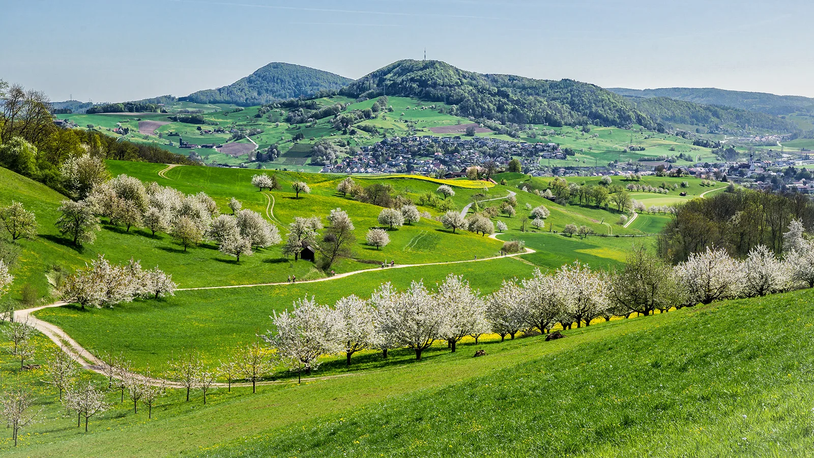 Das Fricktal während der Kirschblüte.