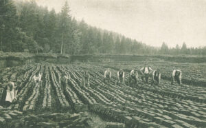 Peat extraction around 1920.
