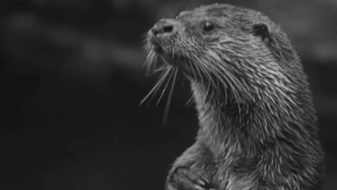 Die Schweizer Filmwochenschau berichtete 1952 über das bedrohte Leben der Fischotter.