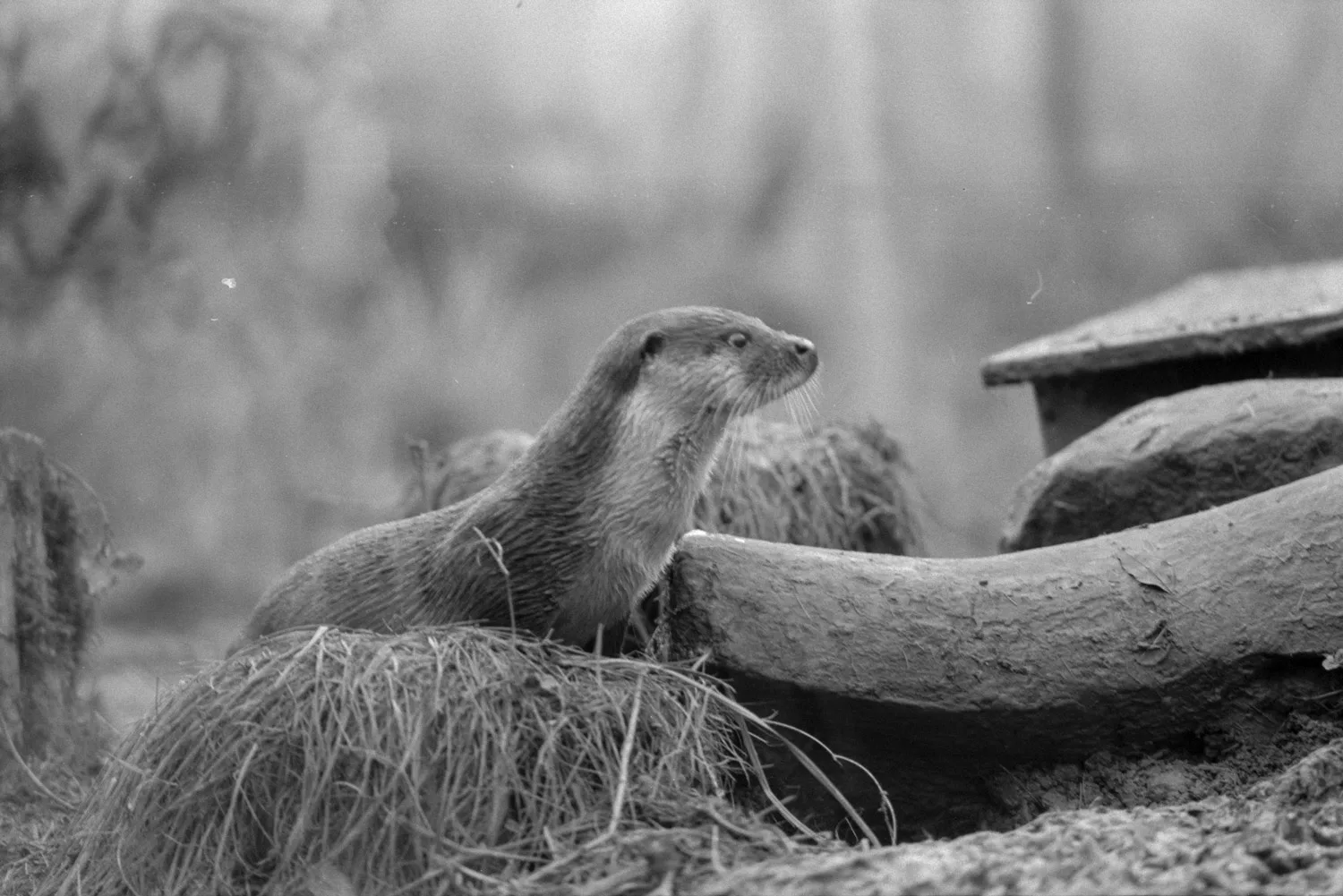 Ein Fischotter im Zoo Zürich, 1985.