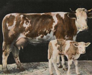 Farbiger Fotodruck einer Kuh mit Kalb.
