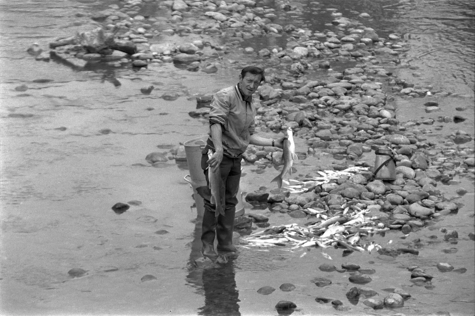 Fischsterben an der oberen Sihl, 1971.