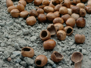 Hazelnuts dating from the Neolithic period, found in Egolzwil (LU).