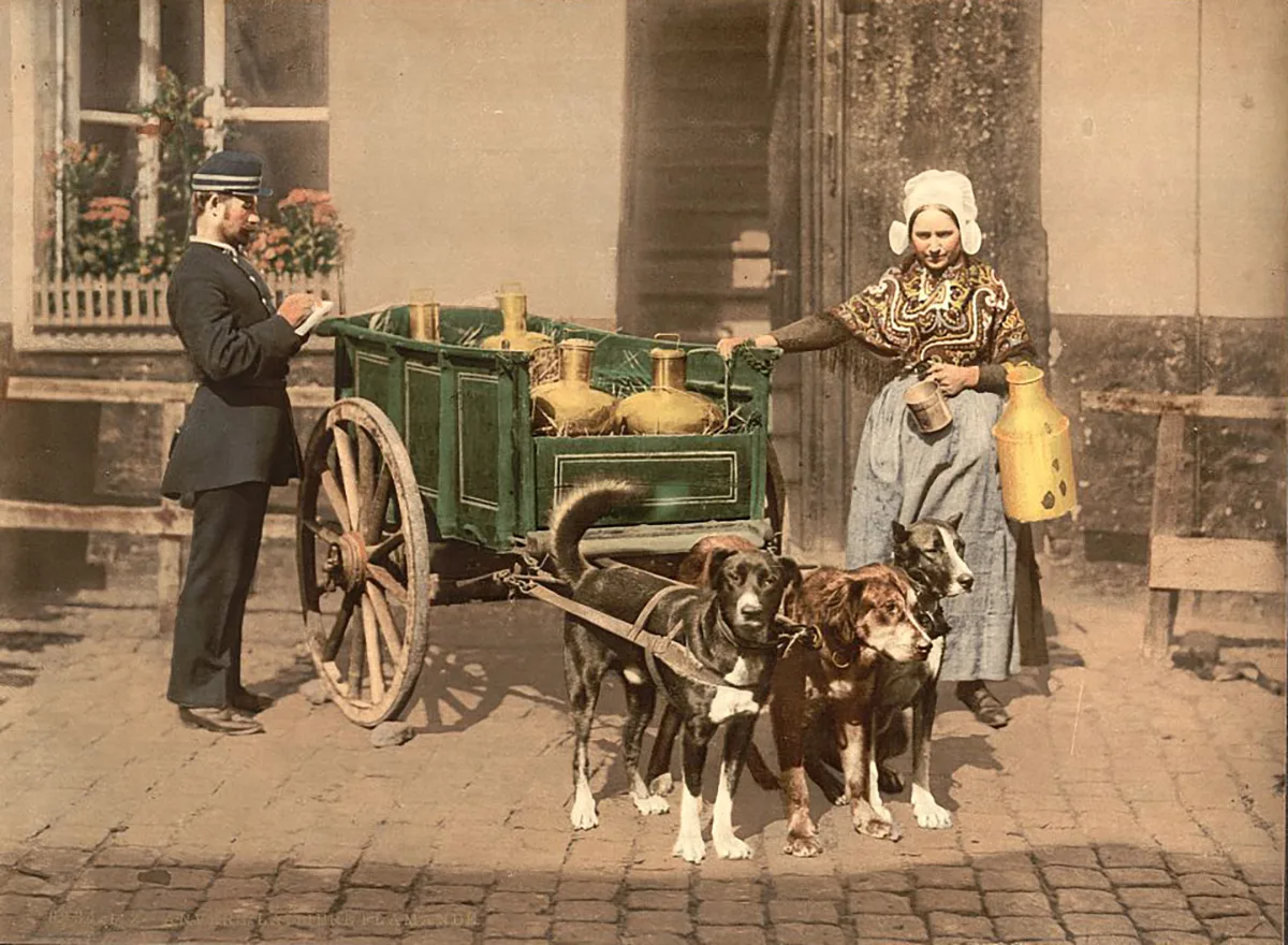 Milchtransport mit Hunden in Belgien.