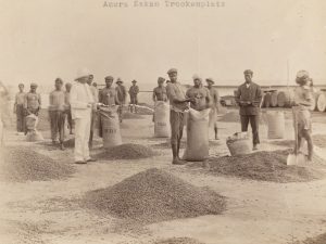 Lokale Arbeiter und der in «kolonialem Weiss» gekleidete Aufseher auf einem Kakao Trockenplatz der Basler Missionshandelsgesellschaft in Accra im heutigen Ghana (1904/1905).