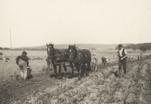 Récolte de pommes de terre à Rheinau, vers 1910.