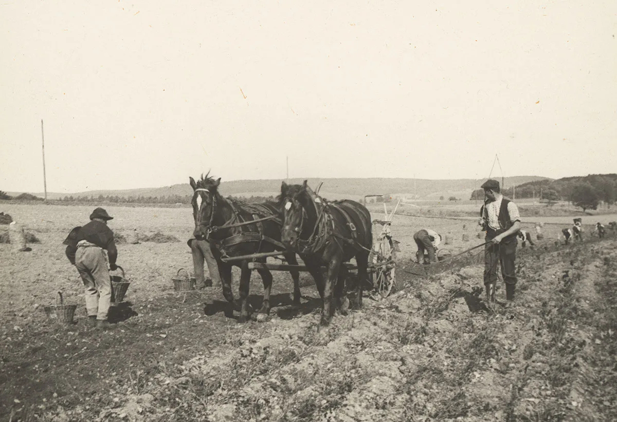 Kartoffelernte in Rheinau, um 1910.