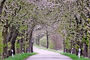 Allee mit blühenden Kirschbäumen in Mecklenburg.