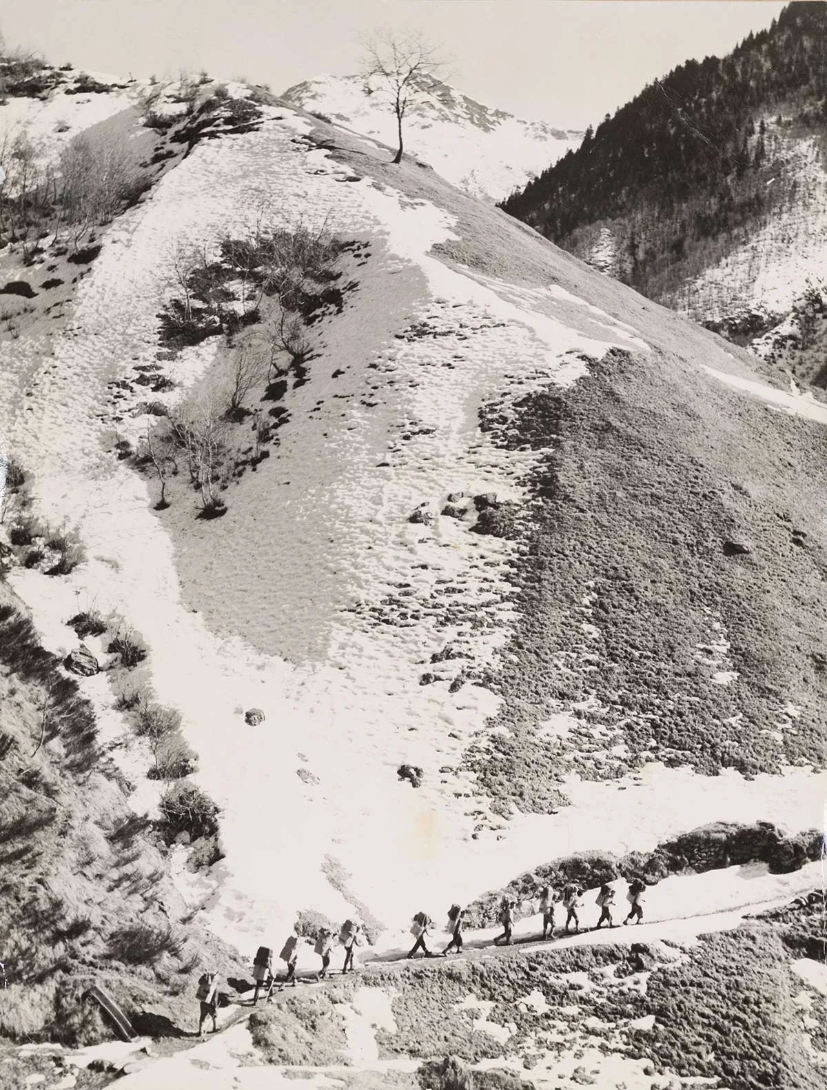 Eine Kolonne von zwölf Schmugglern mit grossen Lasten auf dem Rücken ist im Gebiet Carena bei Bellinzona unterwegs. Das Foto entstand im Februar 1949.