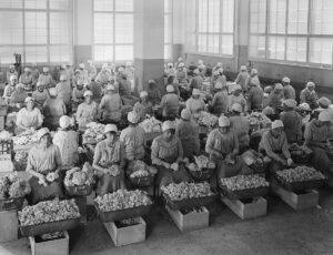 Arbeiterinnen bei der Firma Maggi in Kempthal beim Zurüsten für Blumenkohl für Fertigsuppen, um 1910.