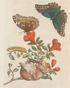 Merian berücksichtige jeweils auch die Nährpflanze der Tiere aus Suriname und gab auch diese detailliert wieder, 1705.