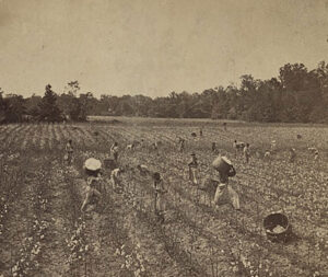 Cotton harvest near Montgomery, Alabama, around 1860.