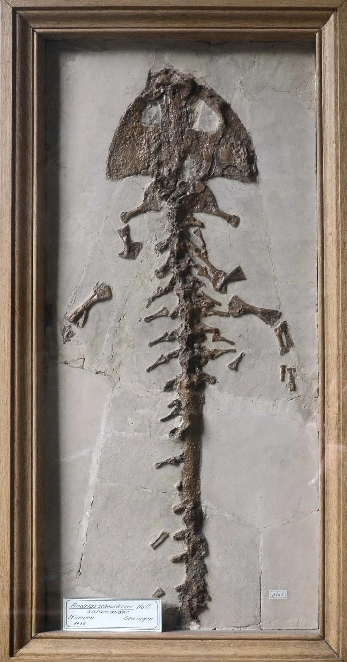 Exemplar eines versteinerten Riesensalamanders aus den Öhninger Steinbrüchen in Teylers Museum in Haarlem (NL).