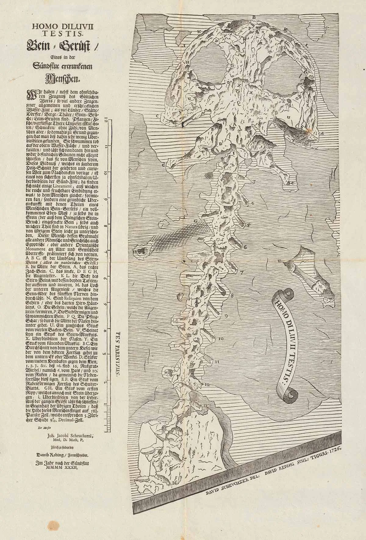 Auf dem Einblattdruck HOMO DILUVII TESTIS stellt Scheuchzer dem Publikum die Versteinerung eines in der Sintflut ertrunkenen Menschen vor.