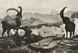 Postkarte einer Gruppe von Steinböcken, 1939.