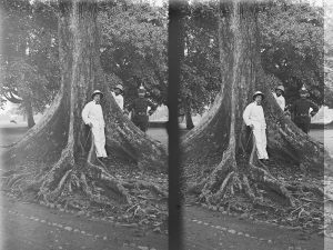 «Buitenzorg, Botanischer Garten, Sterculia mit Pernod/Bretterwurzeln». Stereo-Fotografie von Carl Schröter, 1898.