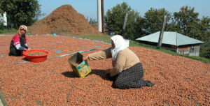 Dans le village de Saçmalıpınar (province de Düzce), des ouvrières agricoles turques font sécher des noisettes.