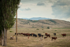 Heute ist von der ehemaligen Schweizer Kolonie nicht mehr viel übrig. Das «goldene Feld» dient vor allem als Weidefläche für die Kühe der Wenigen, die noch hier leben.